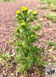 Attēlu rezultāti vaicājumam “Matricaria discoidea leaf”