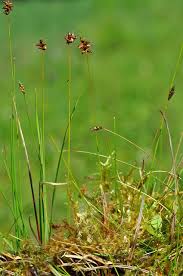 Attēlu rezultāti vaicājumam “Carex dioica”