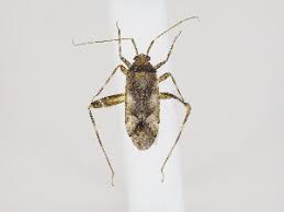 Attēlu rezultāti vaicājumam “Phytocoris sp.”