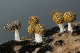 Attēlu rezultāti vaicājumam “Physarum, Nannengaella sp.”