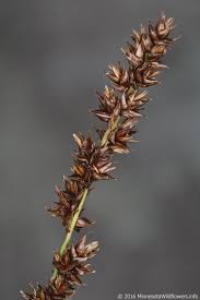 Attēlu rezultāti vaicājumam “Carex diandra”