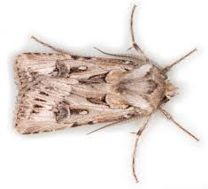 Attēlu rezultāti vaicājumam “Agrotis vestigialis”