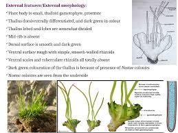 Attēlu rezultāti vaicājumam “Anthocerotopsida”