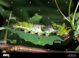 Attēlu rezultāti vaicājumam “Limenitis populi”