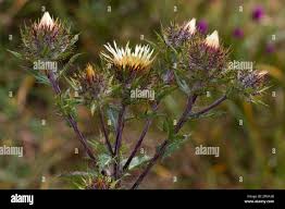 Attēlu rezultāti vaicājumam “Carlina vulgaris flower”