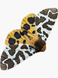 Attēlu rezultāti vaicājumam “Arctia caja”