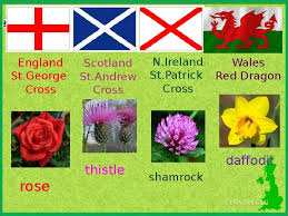 Image result for символ англии