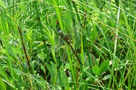 Attēlu rezultāti vaicājumam “Somatochlora flavomaculata”