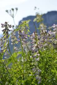 Attēlu rezultāti vaicājumam “Vicia sylvatica”