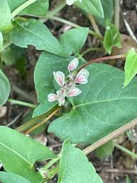 Attēlu rezultāti vaicājumam “Fallopia convolvulus”