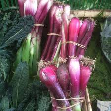 Résultat de recherche d'images pour "Allium fistulosum"