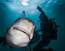 Image result for Great Western Divers