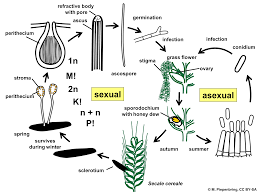 Attēlu rezultāti vaicājumam “Claviceps purpurea”