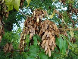 Attēlu rezultāti vaicājumam “Fraxinus excelsior Pendula bud”