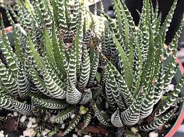 Image result for Haworthia