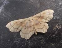 Attēlu rezultāti vaicājumam “Idaea emarginata”