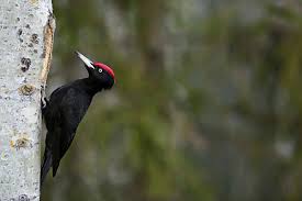 Attēlu rezultāti vaicājumam “Dryocopus martius adult”