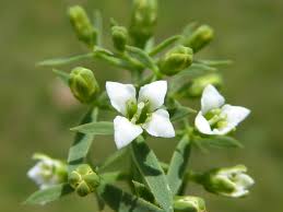 Attēlu rezultāti vaicājumam “Thesium alpinum”