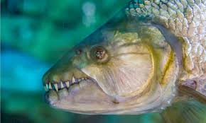 Image result for Goliath Tigerfish