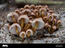 Attēlu rezultāti vaicājumam “Mycena renati”