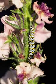 Attēlu rezultāti vaicājumam “Cucullia verbasci larva”