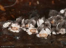 Attēlu rezultāti vaicājumam “Diderma cinereum spores”