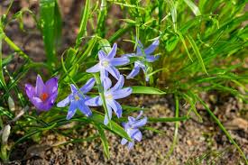 Attēlu rezultāti vaicājumam “Scilla luciliae”