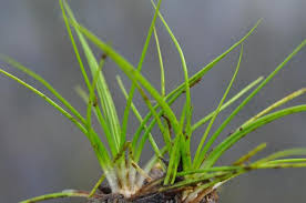 Attēlu rezultāti vaicājumam “Isoetes echinospora leaf”
