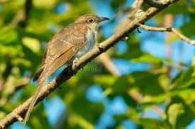 Image result for Coccyzus erythropthalmus