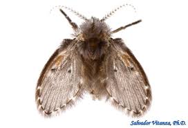 Attēlu rezultāti vaicājumam “Psychodidae”