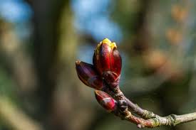 Attēlu rezultāti vaicājumam “Acer platanoides bud”