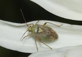 Attēlu rezultāti vaicājumam “Lygus nymph”