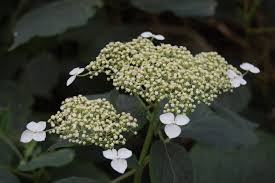 Attēlu rezultāti vaicājumam “Hydrangea arborescens flower”