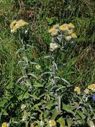 Image result for Helichrysum foetidum