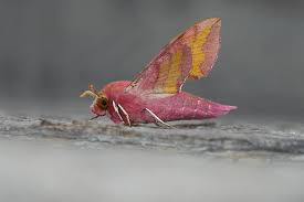 Attēlu rezultāti vaicājumam “Deilephila porcellus”