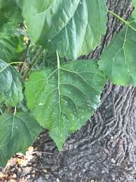 Attēlu rezultāti vaicājumam “Populus simonii leaf”