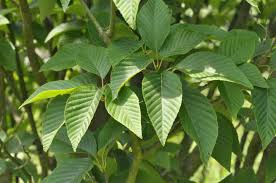 Attēlu rezultāti vaicājumam “Sorbus alnifolia”