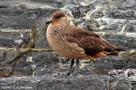Image result for Stercorarius skua