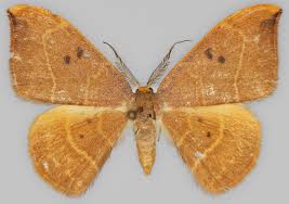 Attēlu rezultāti vaicājumam “Watsonalla binaria”