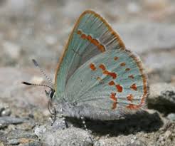 Attēlu rezultāti vaicājumam “Epirranthis diversata imago”