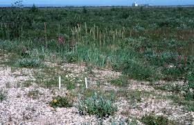 Attēlu rezultāti vaicājumam “Parnassia palustris fruit”
