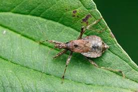 Attēlu rezultāti vaicājumam “Himacerus apterus”