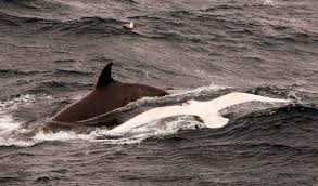 Image result for Hyperoodon ampullatus