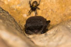 Attēlu rezultāti vaicājumam “Myotis daubentonii”