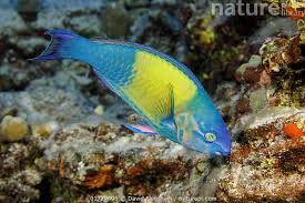 Image result for Scarus psittacus