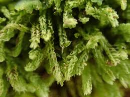 Attēlu rezultāti vaicājumam “Cephalozia bicuspidata sporophyte”