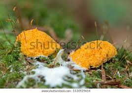 Attēlu rezultāti vaicājumam “Fuligo septica var. rosea plasmodium”