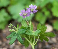 Attēlu rezultāti vaicājumam “Geranium pyrenaicum”