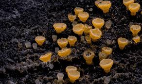 Attēlu rezultāti vaicājumam “Bisporella citrina”