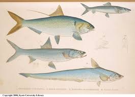 Image result for Albula glossodonta